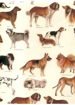 Races de chiens (70x100)