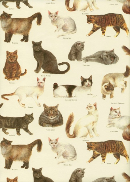 Races de chats (70x100)