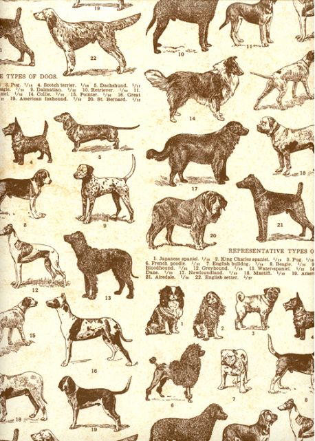 Les races canines (70x100)