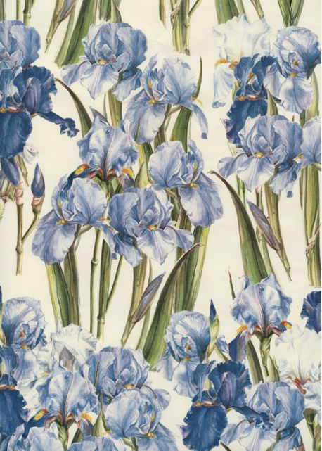 Iris (70x100)