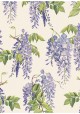 Glycine bleue (70x100)