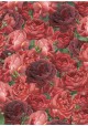 Pot pourri de roses rouge (70x100)