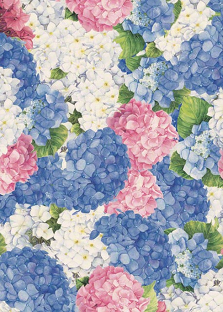 Hortensia rose/ bleu (70x100)