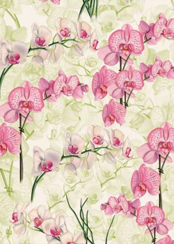 Orchidée rose (70x100)
