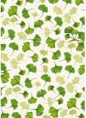 Les feuilles de Ginkgo biloba (70x100)