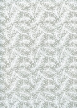 Plumage blanc fond gris (50x70)