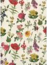 Planche botanique (70x100)