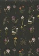 Herbier fond noir (50x70)