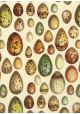 collection d'oeufs réhaussé or (70x100)