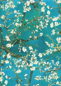 Branches d'amandiers en fleurs fond turquoise (50x70)