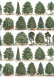 Planche d'arbres sur fond blanc (50x70)