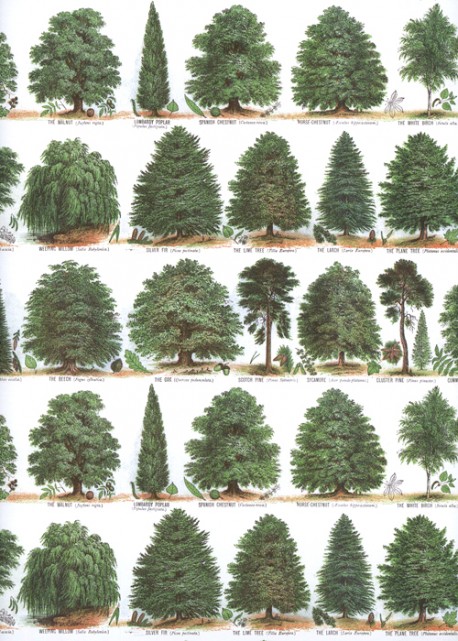 Planche d'arbres sur fond blanc (50x70)