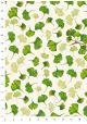 Les feuilles de Ginkgo biloba (70x100)