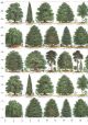 Planche d'arbres sur fond blanc (50x70)