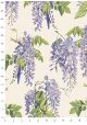 Glycine bleue (70x100)