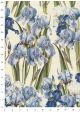 Iris (70x100)