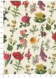 Planche botanique (70x100)