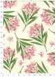 Fleur de laurier rose (70x100)