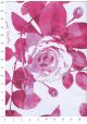 Roses fuschia fond blanc (68x98)