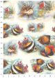 Les poissons exotiques (70x100)
