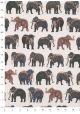 Le défilé d'éléphants (50x70)