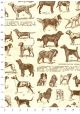 Les races canines (70x100)