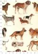 Races de chiens (70x100)