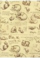 Les chats d'après Léonard De Vinci (50x68)