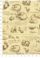 Les chats d'après Léonard De Vinci (50x68)