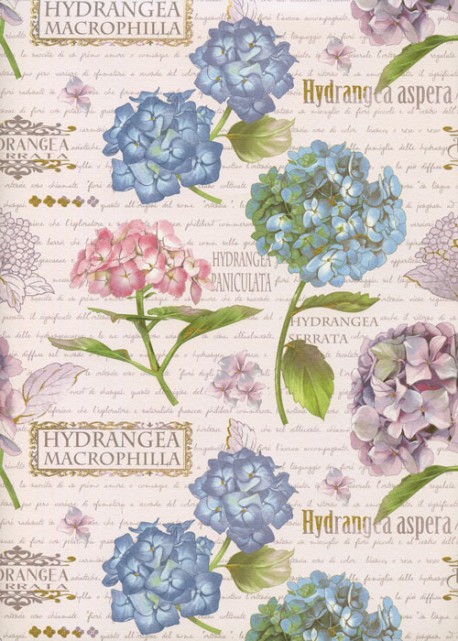 Planche d'hortensias sur fond d'écritures (50x68)