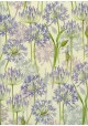 Les agapanthes (70x100)