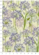 Les agapanthes (70x100)