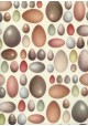 Planche d'oeufs (70x100)