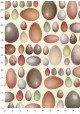 Planche d'oeufs (70x100)